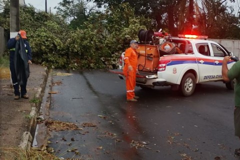 Ventania derruba árvores de grande porte e mobiliza a Defesa Civil em Casa Branca