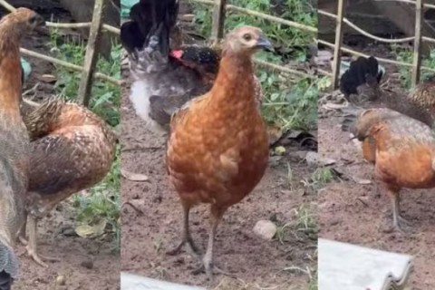 A Câmara Municipal de Guaxupé (MG) aprovou uma lei que permite a criação de galinhas na área urbana.  Os galos continuam proibidos.