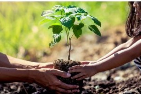 Rádio Notícia FM promove 37ª Campanha de Conscientização Ecológica com distribuição gratuita de mudas em São José do Rio Pardo