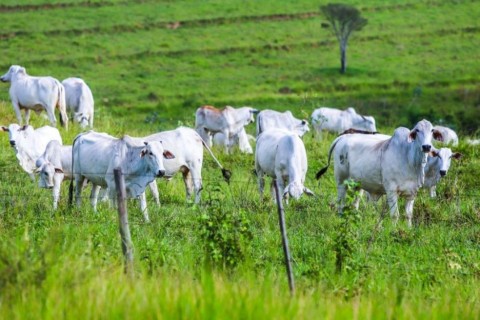 Sanidade Animal – Em São Paulo, Campanha de Atualização dos Rebanhos começa na próxima segunda-feira, 11 de maio