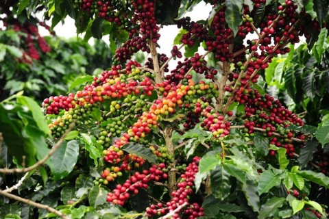 São Pedro da União sedia 2º Circuito Mineiro de Cafeicultura
