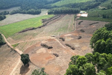 Operação contra desmatamento ilegal em cidades de Minas Gerais resulta em R$ 1 milhão em multas