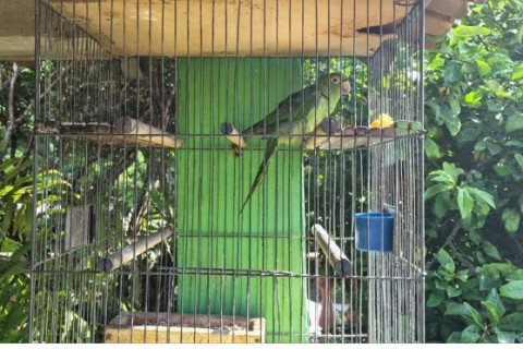 PM Ambiental multa morador de São Sebastião da Grama por manter maritaca ilegalmente em cativeiro