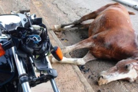 Acidente grave na SP-340 deixa motociclista ferido e dois cavalos mortos em Mococa
